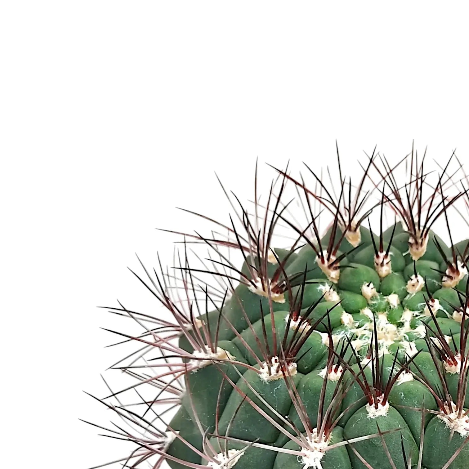 Gymnocalycium saglionis – Blattdetail vor weißem Hintergrund..