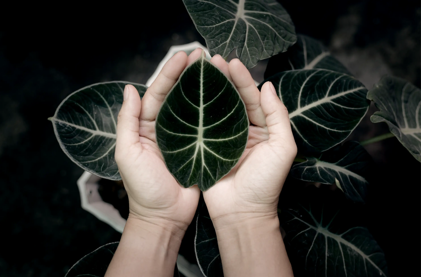 Hands holding an Alocasia leaf