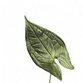 Hapaline appendiculata leaf close-up on white background.