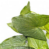 Hapaline appendiculata potted houseplant in nursery pot on white background, product photo 2.
