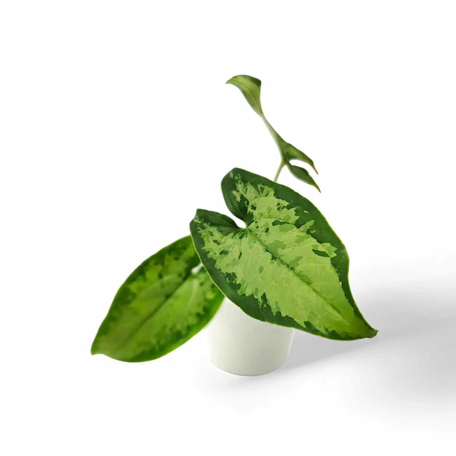 Hapaline appendiculata 'Tricolor' potted houseplant in nursery pot on white background, product photo 3.