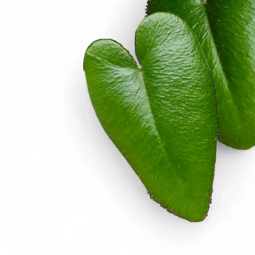 Hemionitis arifolia leaf close-up on white background.