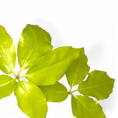 Heptapleurum actinophyllum 'Golden Amate' leaf close-up on white background.