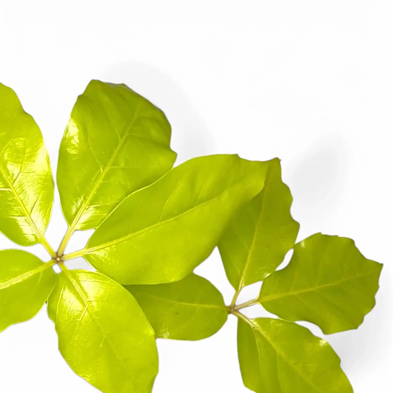 Heptapleurum actinophyllum 'Golden Amate' leaf close-up on white background.