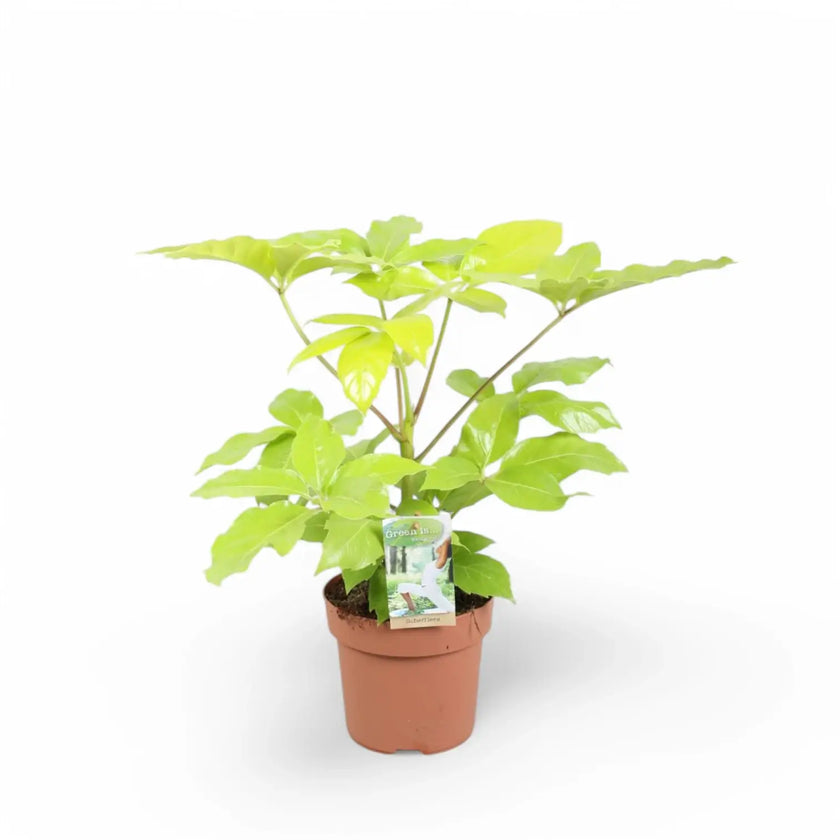Heptapleurum actinophyllum 'Golden Amate' potted houseplant in nursery pot on white background, product photo 2.