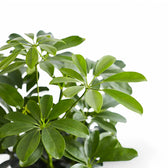 Heptapleurum arboricola 'Compactum' leaf close-up on white background.