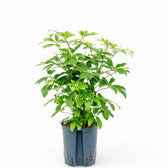 Heptapleurum arboricola 'Compactum' potted houseplant in nursery pot on white background, product photo 2.