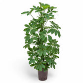 Heptapleurum arboricola 'Compactum' potted houseplant in nursery pot on white background, product photo 4.