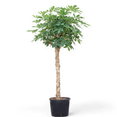 Heptapleurum arboricola 'Compactum' potted houseplant in nursery pot on white background, product photo 8.