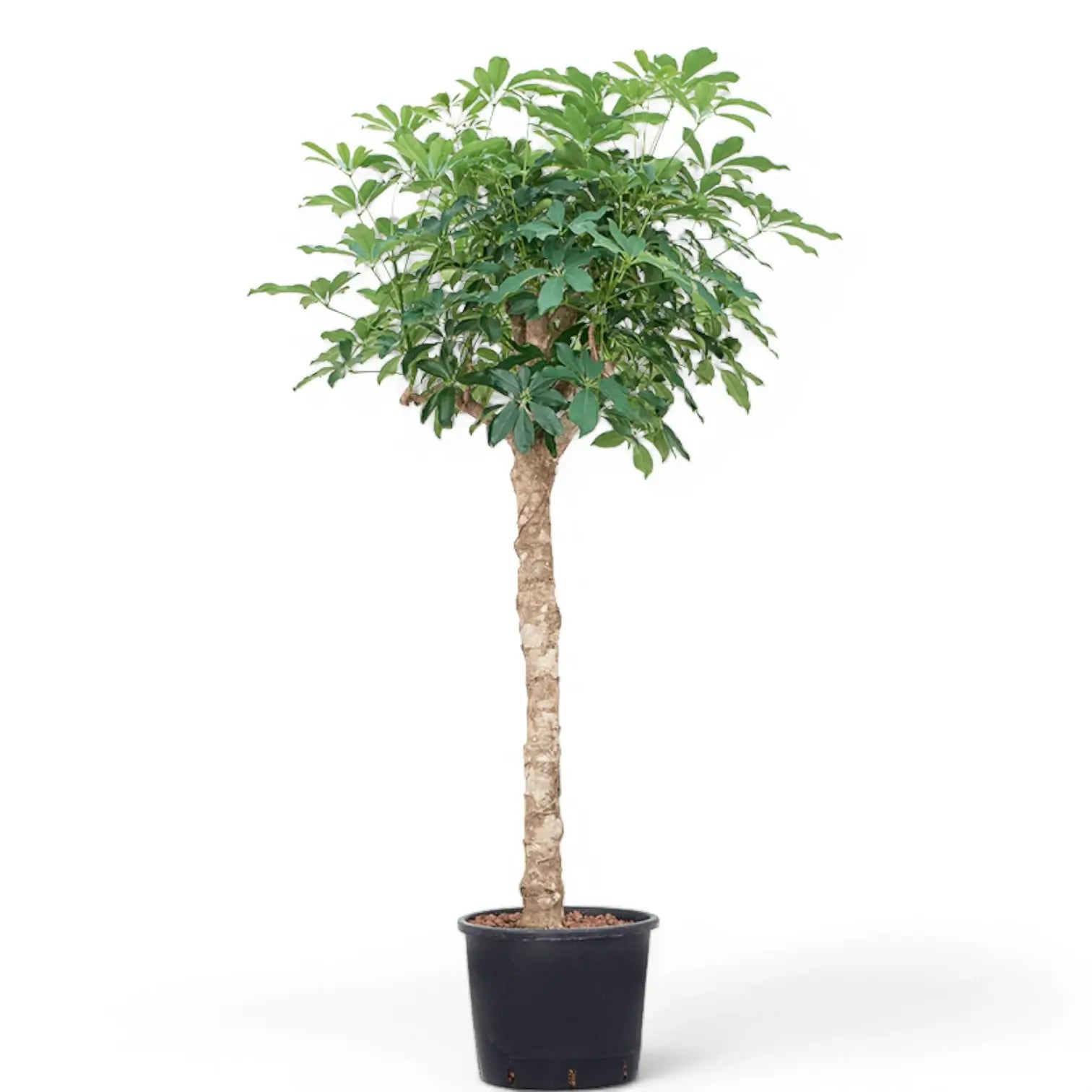 Heptapleurum arboricola 'Compactum' potted houseplant in nursery pot on white background, product photo 8.