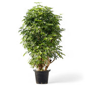 Heptapleurum arboricola 'Compactum' potted houseplant in nursery pot on white background, product photo 9.