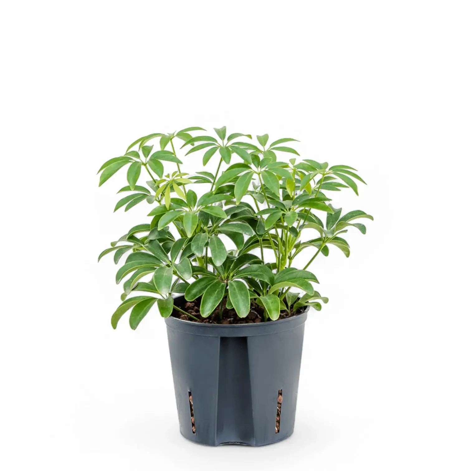 Heptapleurum arboricola 'Luseana' potted houseplant in nursery pot on white background, product photo 2.