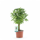 Heptapleurum arboricola 'Luseana' potted houseplant in nursery pot on white background, product photo 3.