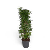 Heptapleurum arboricola 'Luseana' potted houseplant in nursery pot on white background, product photo 6.