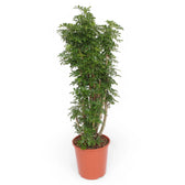 Heptapleurum arboricola 'Luseana' potted houseplant in nursery pot on white background, product photo 7.