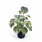 Hibiscus tiliaceus variegata Zimmerpflanze im Anzuchttopf vor weißem Hintergrund, Produktfoto 2.