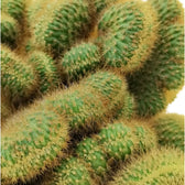 Hildewintera aureispina f. crestata – Blattdetail vor weißem Hintergrund..