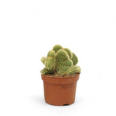 Hildewintera aureispina f. crestata Zimmerpflanze im Anzuchttopf vor weißem Hintergrund, Produktfoto 2.