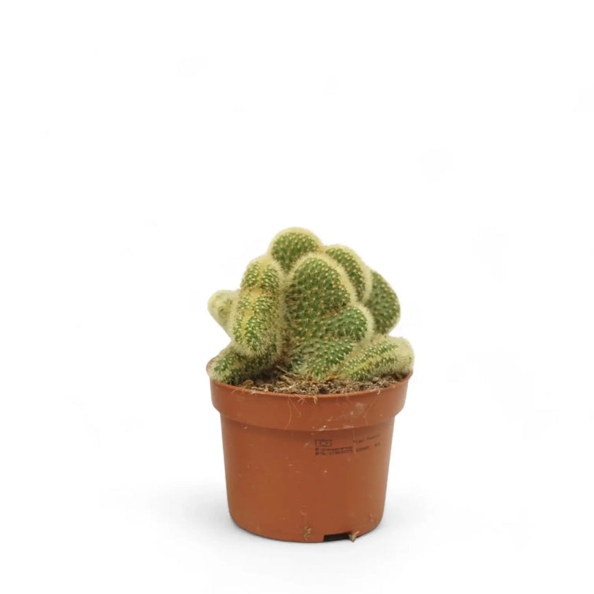 Hildewintera aureispina f. crestata potted houseplant in nursery pot on white background, product photo 2.