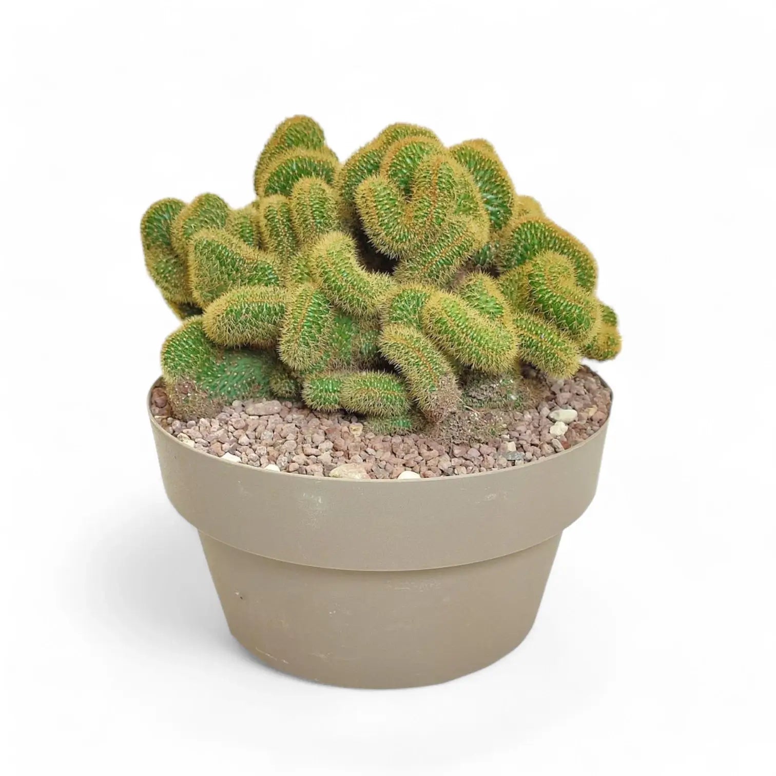 Hildewintera aureispina f. crestata Zimmerpflanze im Anzuchttopf vor weißem Hintergrund, Produktfoto 4.