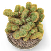 Hildewintera aureispina f. crestata Zimmerpflanze im Anzuchttopf vor weißem Hintergrund, Produktfoto 6.