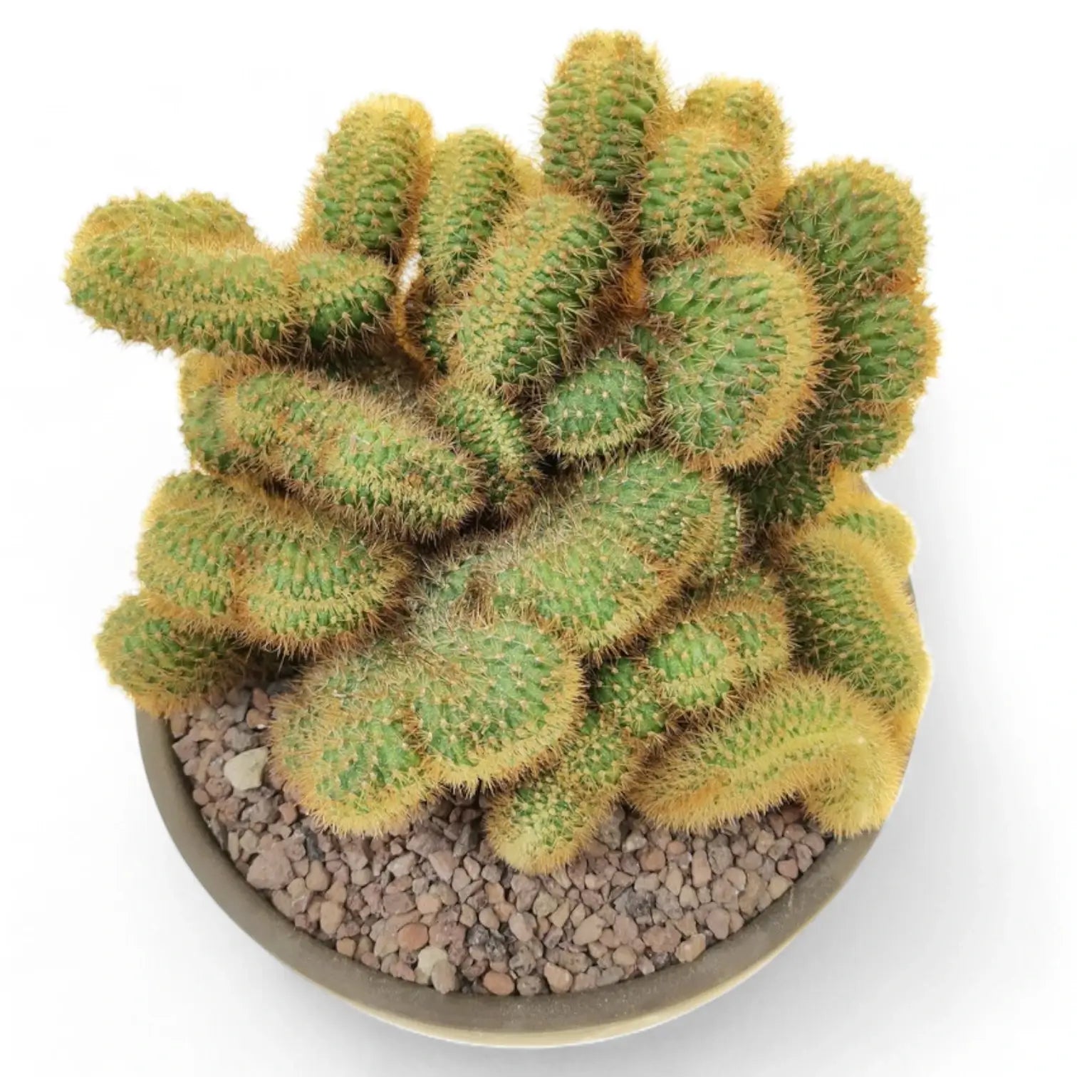 Hildewintera aureispina f. crestata Zimmerpflanze im Anzuchttopf vor weißem Hintergrund, Produktfoto 6.