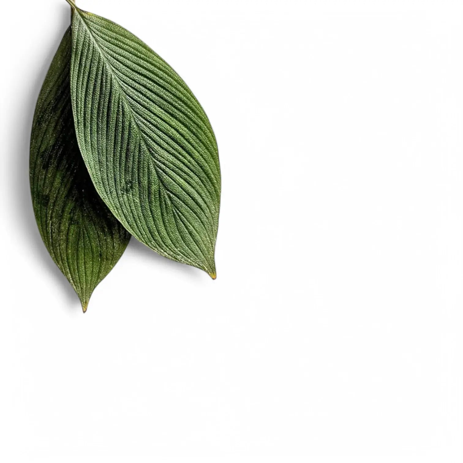Homalomena 'Shark skin' leaf close-up on white background.