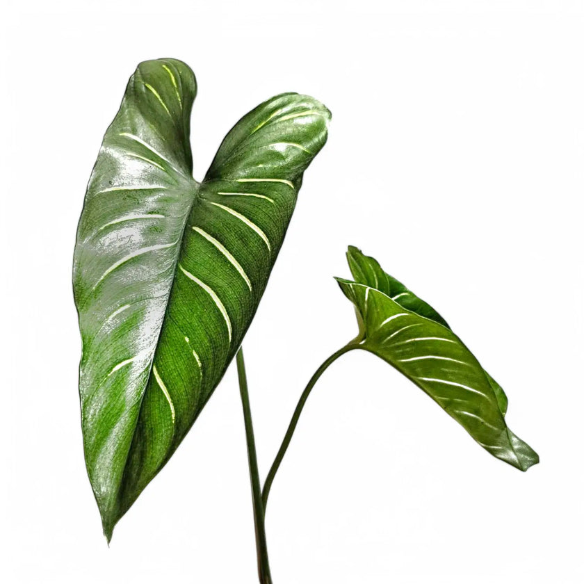 Homalomena davidiana – Blattdetail vor weißem Hintergrund..