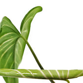 Homalomena davidiana potted houseplant in nursery pot on white background, product photo 2.