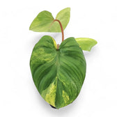 Homalomena rubescens 'Aurea Variegata' potted houseplant in nursery pot on white background, product photo 3.