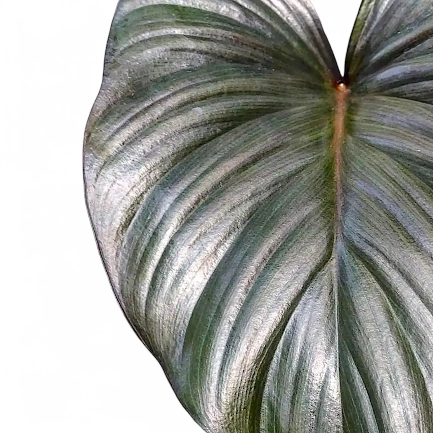 Homalomena rubescens 'Black emerald' ('Dark') leaf close-up on white background.