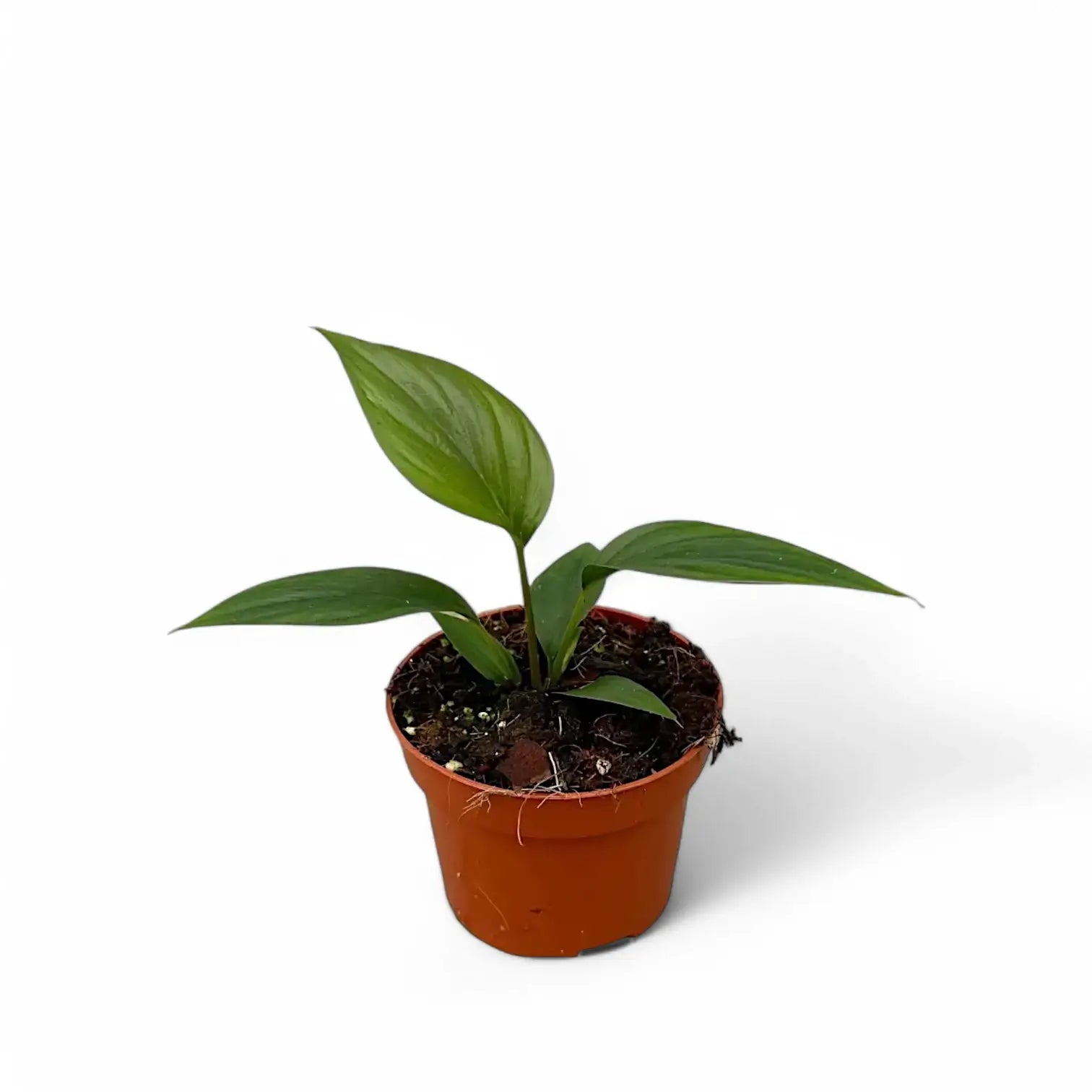 Homalomena rubescens 'Black emerald' ('Dark') potted houseplant in nursery pot on white background, product photo 3.
