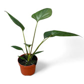 Homalomena rubescens 'Black emerald' ('Dark') potted houseplant in nursery pot on white background, product photo 5.