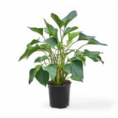 Homalomena rubescens ‘Emerald gem’ potted houseplant in nursery pot on white background, product photo 2.