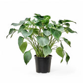 Homalomena rubescens ‘Emerald gem’ potted houseplant in nursery pot on white background, product photo 3.