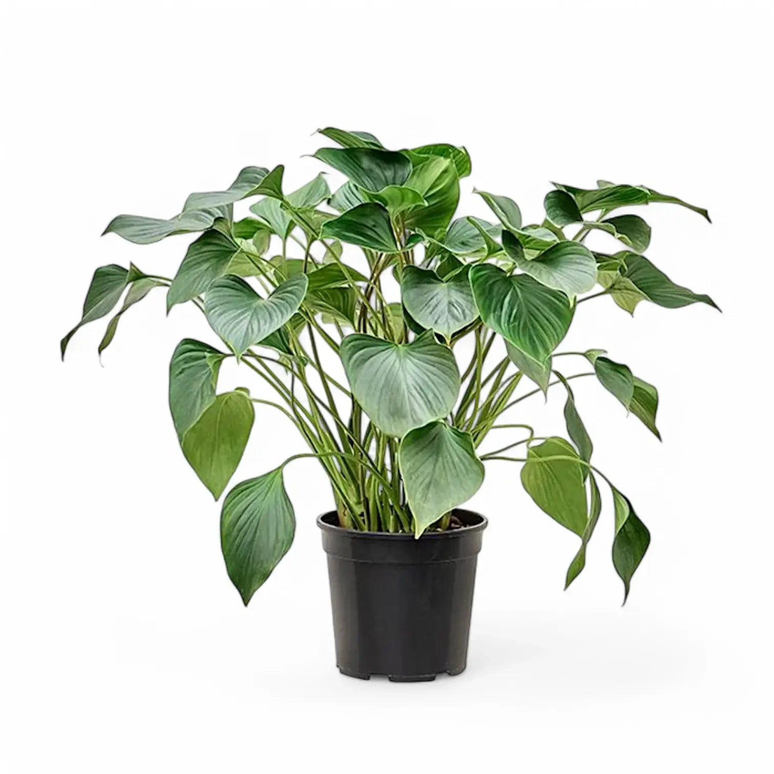 Homalomena rubescens ‘Emerald gem’ potted houseplant in nursery pot on white background, product photo 3.