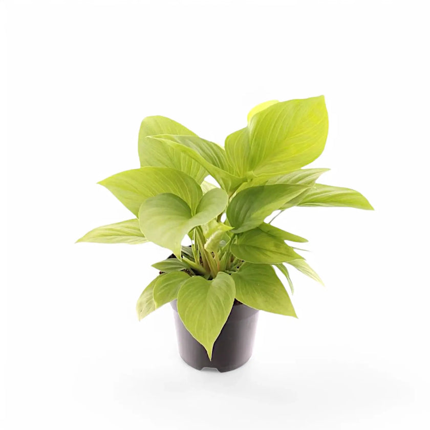 Homalomena rubescens 'Lemon Lime' Zimmerpflanze im Anzuchttopf vor weißem Hintergrund, Produktfoto 2.