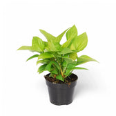 Homalomena rubescens 'Lemon Lime' potted houseplant in nursery pot on white background, product photo 3.