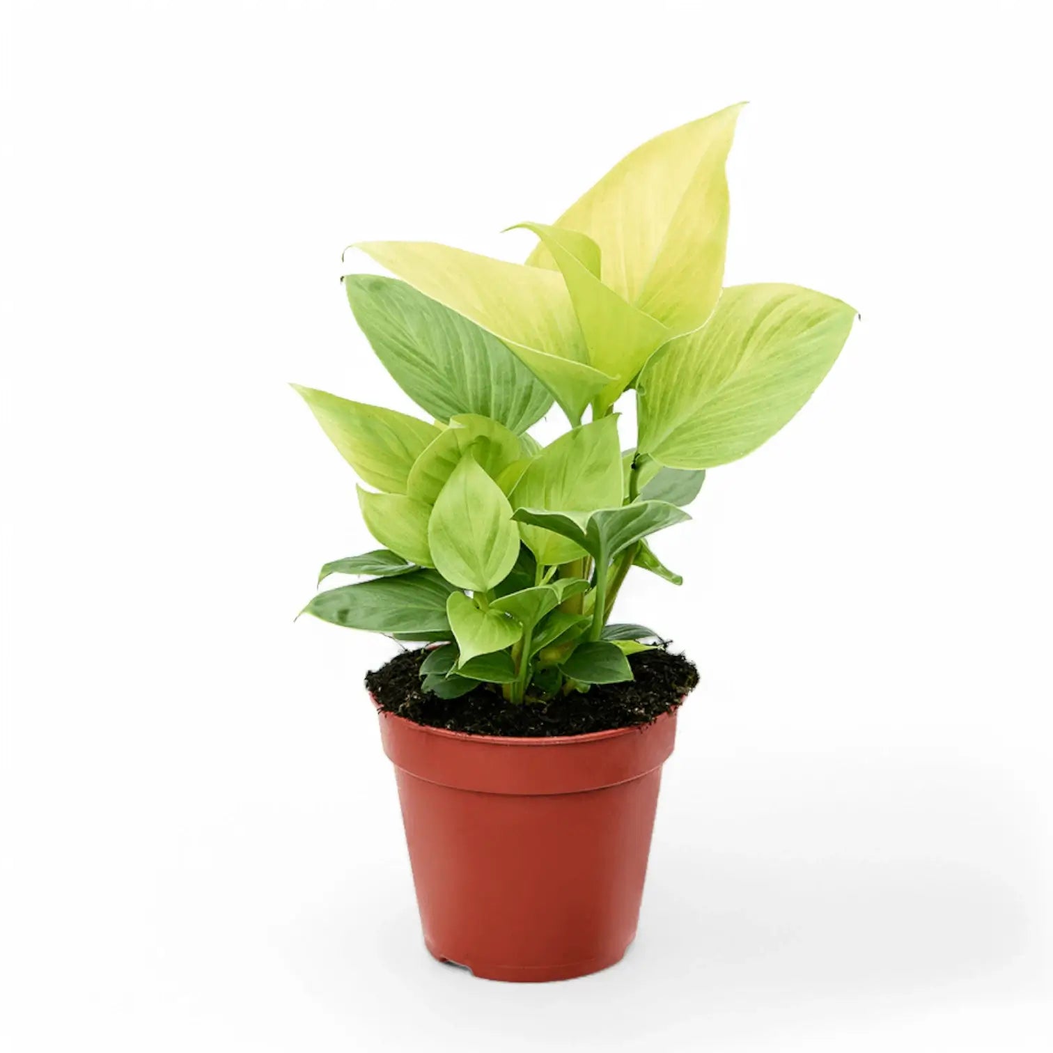 Homalomena rubescens 'Lemon Lime' potted houseplant in nursery pot on white background, product photo 4.