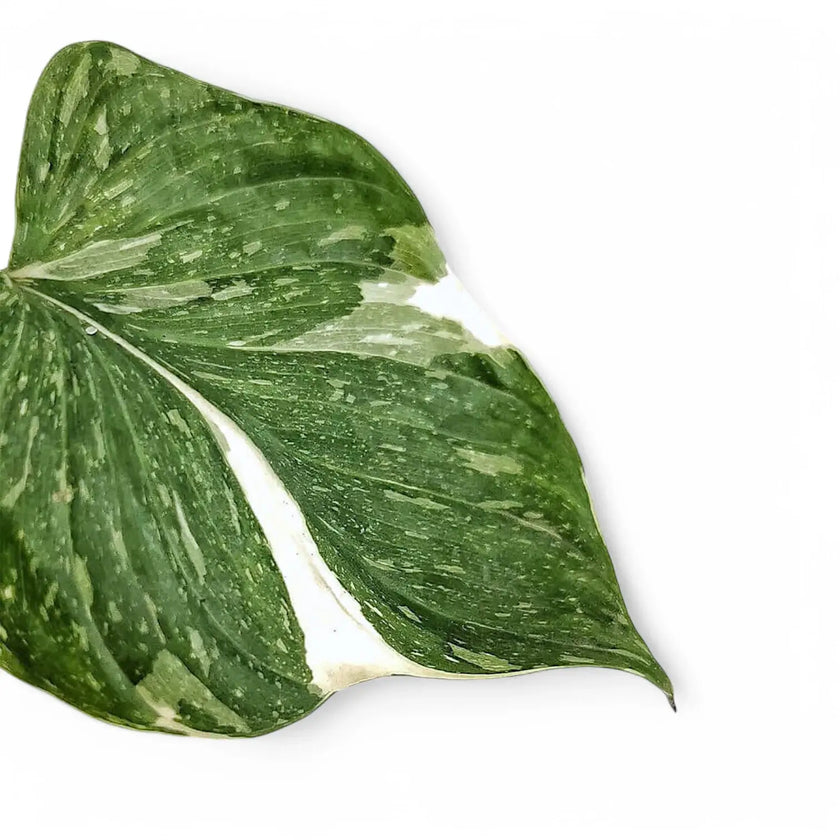 Homalomena rubescens 'Stardust' – Blattdetail vor weißem Hintergrund..