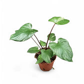 Homalomena rubescens 'Stardust' Zimmerpflanze im Anzuchttopf vor weißem Hintergrund, Produktfoto 4.