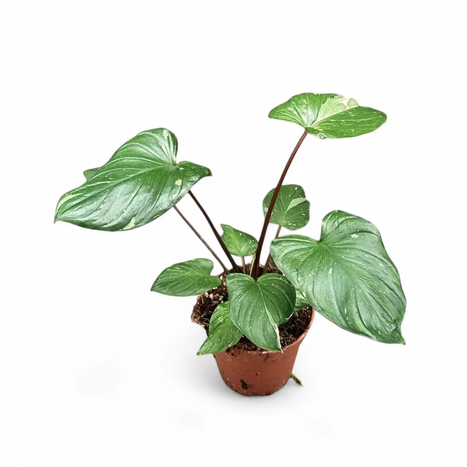 Homalomena rubescens 'Stardust' Zimmerpflanze im Anzuchttopf vor weißem Hintergrund, Produktfoto 4.