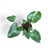 Homalomena rubescens 'Stardust' Zimmerpflanze im Anzuchttopf vor weißem Hintergrund, Produktfoto 5.