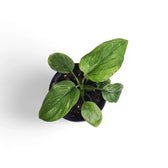 Homalomena rubescens 'Stardust' Zimmerpflanze im Anzuchttopf vor weißem Hintergrund, Produktfoto 6.