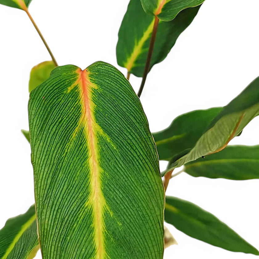 Homalomena sp. Papua potted houseplant in nursery pot on white background, product photo 2.