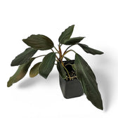 Homalomena sp. 'Platinum black' potted houseplant in nursery pot on white background, product photo 2.