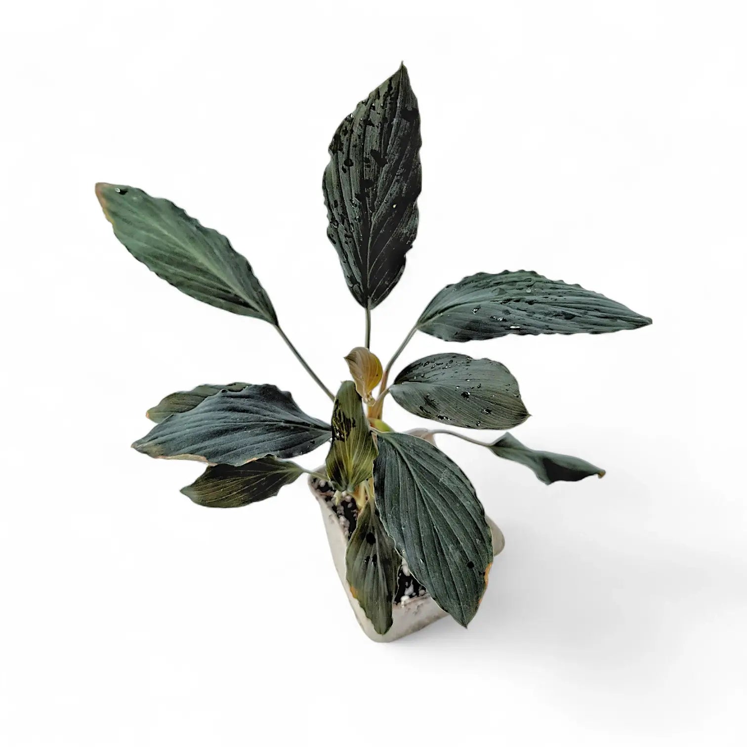 Homalomena sp. 'Platinum black' potted houseplant in nursery pot on white background, product photo 3.