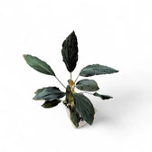 Homalomena sp. 'Platinum black' potted houseplant in nursery pot on white background, product photo 4.