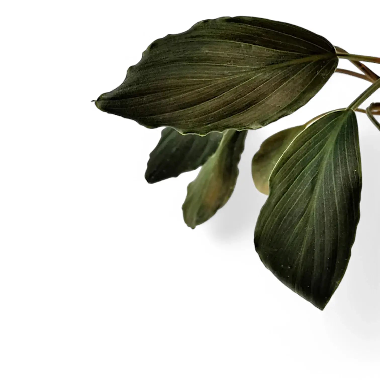 Homalomena sp. 'Platinum black' potted houseplant in nursery pot on white background, product photo 5.
