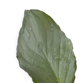 Homalomena sp. 'Platinum velvet' – Blattdetail vor weißem Hintergrund..